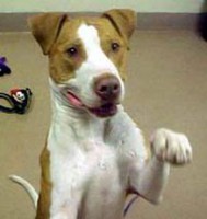 /album/para-os-amantes-de-cachorros/images-1-jpg1/
